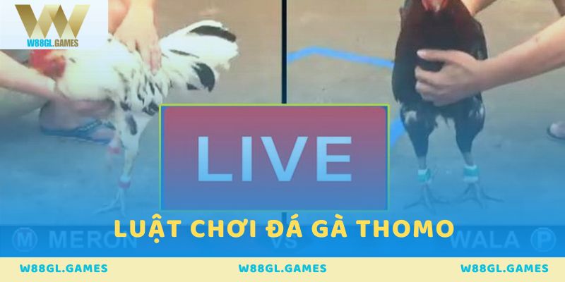 Luật chơi đá gà thomo