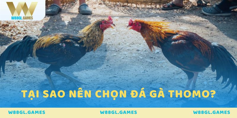 Tại sao nên chọn đá gà Thomo.