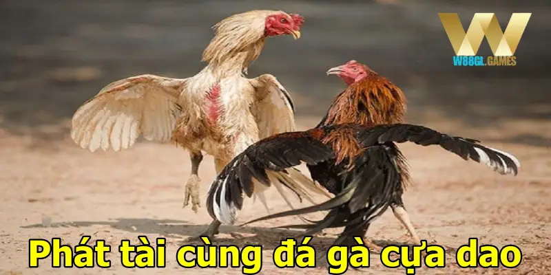 Phát tài cùng đá gà cựa dao 